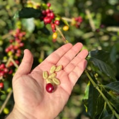 Laurina Natural La Loma (LOWCAF) 100gr