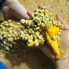 Ombligon Washed Mango La Rosi