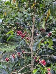 Sidra Bourbon Colombia Yeşil Kahve 1 Kg