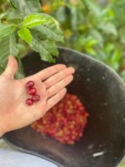 Sidra Bourbon Colombia Yeşil Kahve 1 Kg