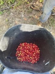 Sidra Bourbon Colombia Yeşil Kahve 1 Kg