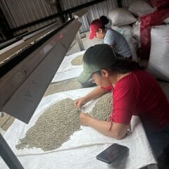 Honduras Marcala Organik Kahve