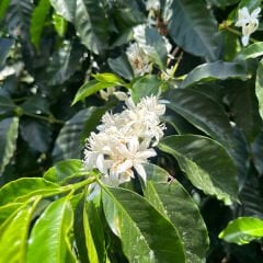 Honduras Marcala Organik Kahve