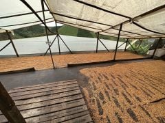 Monteblanco  Nectar Citrilus