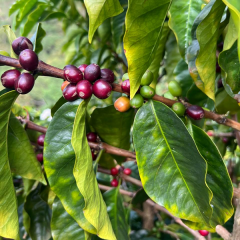 Las Flores Red Bourbon Natural Colombia Çekirdek - Bean - 250 Gr