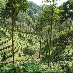 Guatemala Antigua Pastoral Standart Kavrum(Standard Roast) - Çekirdek - Bean - 4 x 250 Gr (1 Kg)