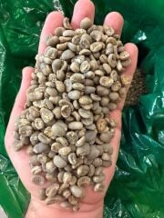 Sumatra GAYO Gr1 15 kg Kav. Kahve Çekirdeği