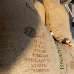 Honduras SHG EP Arabica