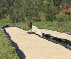 Rwanda/Ruanda Semiwashed Kavrulmuş Kahve