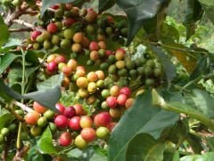 Rwanda/Ruanda Semiwashed Kavrulmuş Kahve