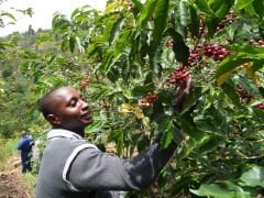 Rwanda/Ruanda Semiwashed Kavrulmuş Kahve